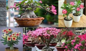 Tanaman Hias Adenium