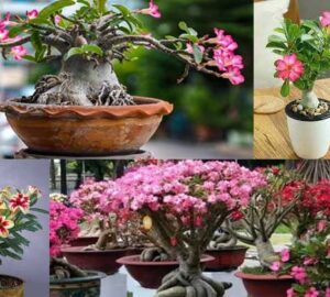 Tanaman Hias Adenium