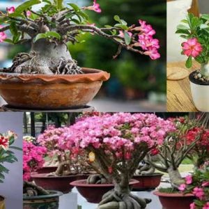 Tanaman Hias Adenium