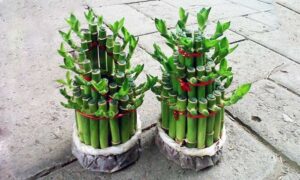 tanaman hias bambu rejeki