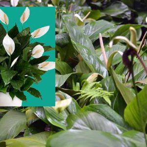 tanaman peace lily (spathiphyllum)