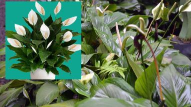 tanaman peace lily (spathiphyllum)