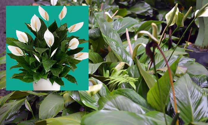 tanaman peace lily (spathiphyllum)