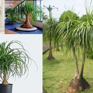 tanaman ponytail palm