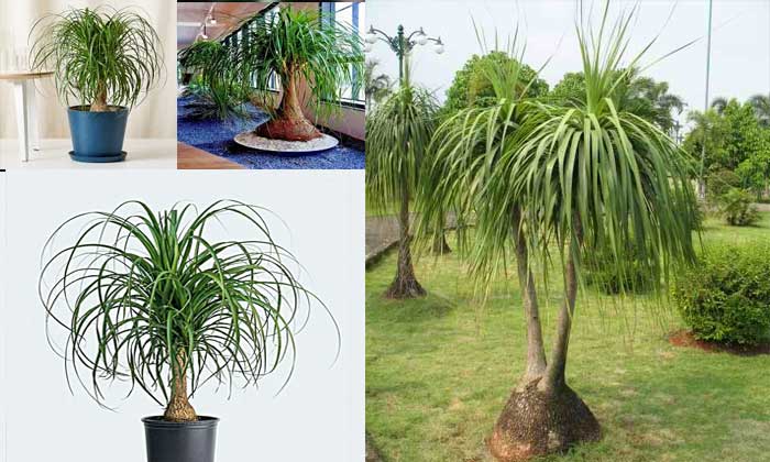 tanaman ponytail palm