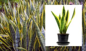 tanaman sansevieria (lidah mertua)