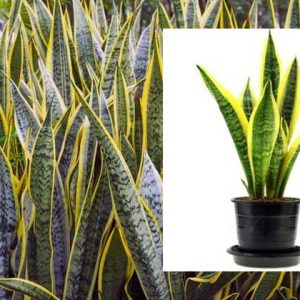 tanaman sansevieria (lidah mertua)