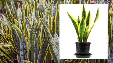 tanaman sansevieria (lidah mertua)