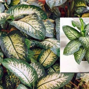 tanaman sri rejeki (dieffenbachia)