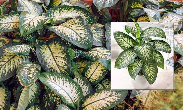 tanaman sri rejeki (dieffenbachia)