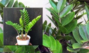 tanaman zz (zamioculcas zamiifolia)