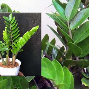 tanaman zz (zamioculcas zamiifolia)