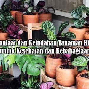 manfaat dan keindahan tanaman hias