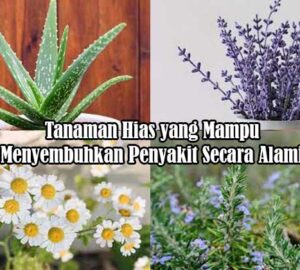 tanaman hias menyembuhkan penyakit