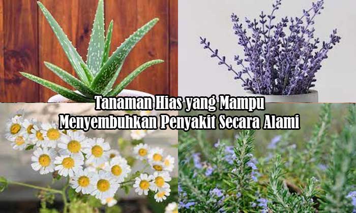 tanaman hias menyembuhkan penyakit