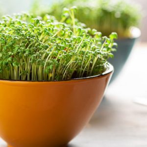 hortikultura microgreen