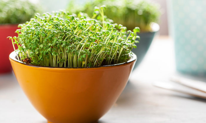 hortikultura microgreen