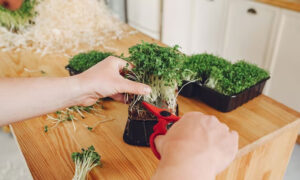 menanam microgreen