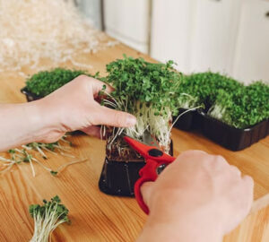 menanam microgreen