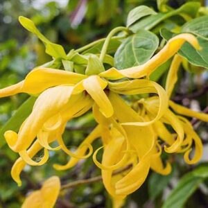 kenanga (ylang ylang)