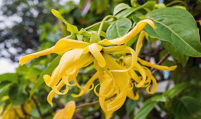 kenanga (ylang ylang)