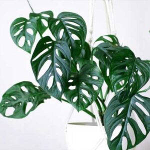 janda bolong (monstera)