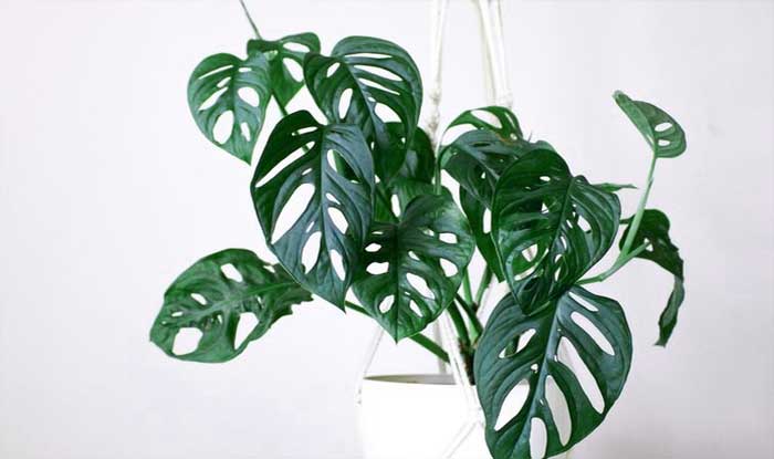 janda bolong (monstera)