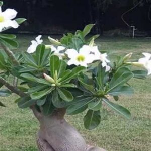 kamboja (plumeria)