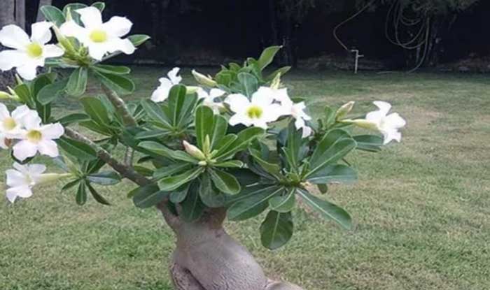 kamboja (plumeria)