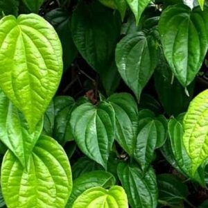 tanaman sirih (betel vine)