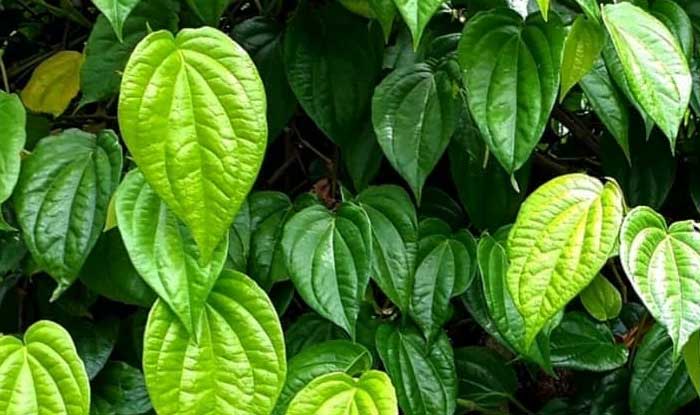 tanaman sirih (betel vine)