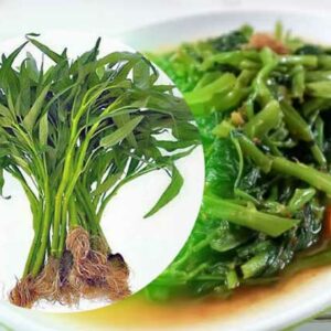 kangkung