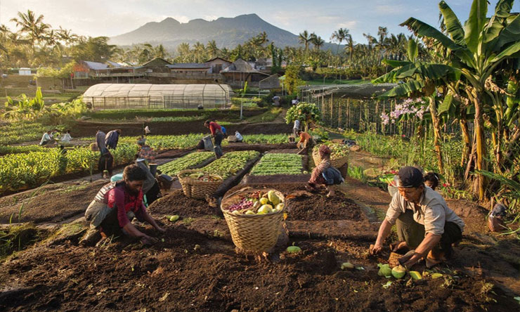 Hortikultura Di Indonesia