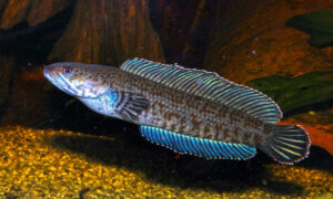 Ikan Channa