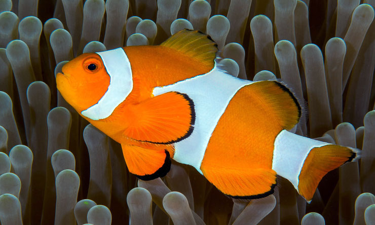 Ikan Hias Clownfish