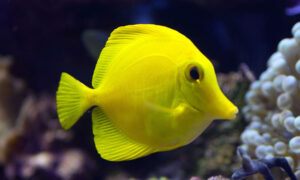 Ikan Hias Yellow Tang