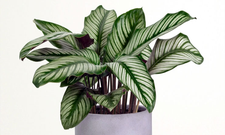 Tanaman Hias Daun Calathea