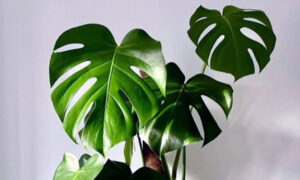 Tanaman Hias Daun Monstera