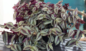 Tanaman Hias Tradescantia