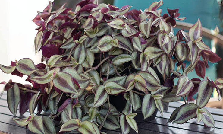 Tanaman Hias Tradescantia