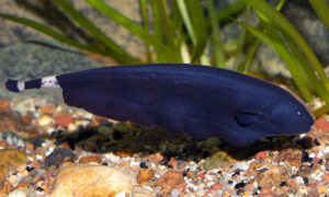 Ikan Hias Black Ghost