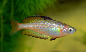 Ikan Hias Rainbow Fish