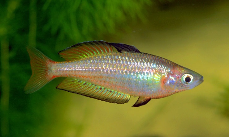 Ikan Hias Rainbow Fish