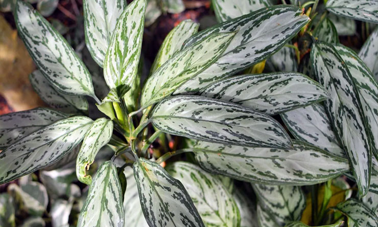 Tanaman Hias Daun Aglaonema