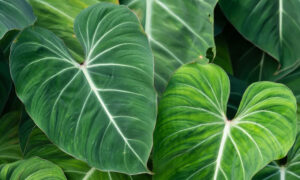 Tanaman Hias Daun Philodendron