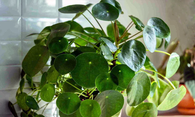 Tanaman Hias Daun Pilea Peperomioides