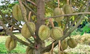 Tanaman Durian