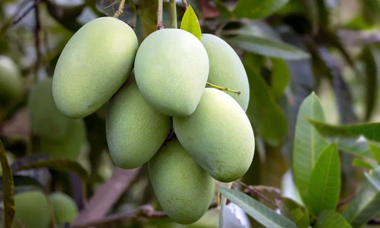 Tanaman Mangga