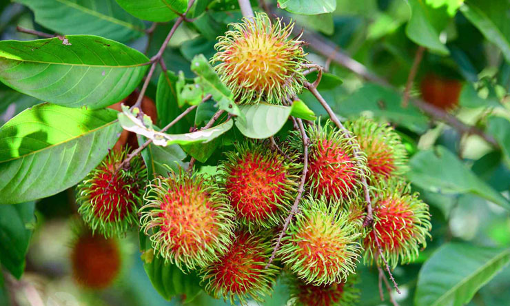 Tanaman Rambutan