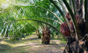 Kelapa Sawit